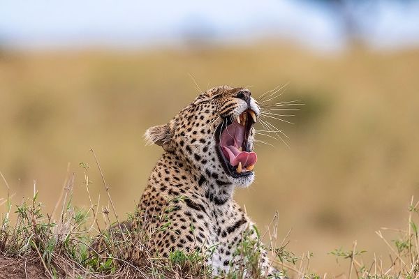 Africa-Tanzania-Serengeti National Park Yawning leopard